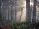 forestdawn.jpg