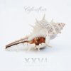 Café Del Mar - XXVI Volumen Veintiséis .jpg