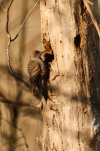 _DSC1700.jpg