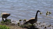 2026 goslings.JPG