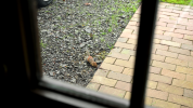 vlcsnap-2026-04-25-17h46m55s079.png