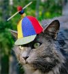 moderators cap - cat (new-small).jpg