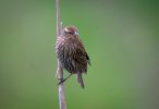 _DSC3841.jpg