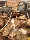 IMG_1809.jpeg