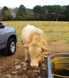 beefalo.jpg
