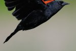 _DSC5295.jpg