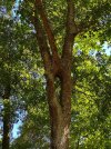 IMG_4029.JPG