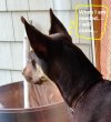 BatDogClose.jpg