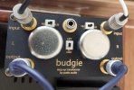 budgie.jpg