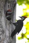 Pileated and chicks.JPG