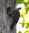 Pileated feeding.JPG