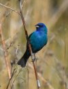Indigo Bunting.JPG