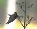 Hummingbird.JPG