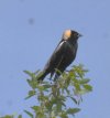 Bobolink.JPG