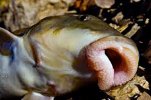 bottom feeder lips.jpg
