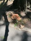 IMG_1110.jpeg