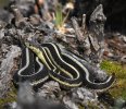 Garter Snake.JPG