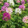 cleome-mixed-colors-shk-1-2852853068.jpg