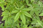 cleome-leaves-1330326922.jpg