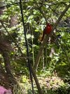 June4-Cardinal-eyeingBath_1310.jpeg