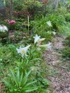 EasterLily-babyBanana1479.jpeg