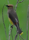 Cedar Waxwing.JPG