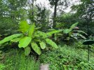 Shady-Bananas_1729.jpeg