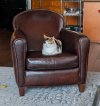 Crate and Barrel eiffel chair.jpg