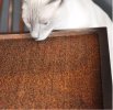 cat and grill.jpg