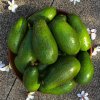 IMG_1930 Avocado-sm.jpg