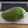 IMG_2079 big avocado.jpg