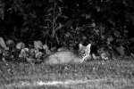 DSC_5546_edit_crop_resize2.jpg