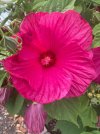 IMG_2419.jpeg IMG_2419.jpeg