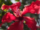Hibiscus_redSM.jpg Hibiscus_redSM.jpg