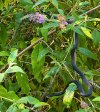 BUTTERFLYSNAKE.JPG