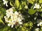 IMG_3660 Orange jasmine (Murraya paniculata), commonly known as mock orange or China box.jpeg
