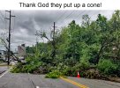 cone - fallen tree.jpg