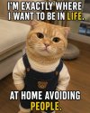 cat no people.jpg