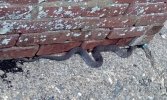 snek.jpg