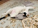 IMG_4438.jpeg