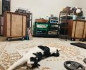 IMG_2268.jpeg