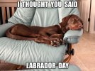 Thought you said Labrador Day.jpg