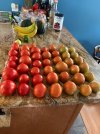 IMG_4824.jpeg