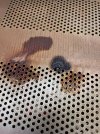 IMG_8203.jpeg