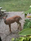 IMG_0668.jpeg