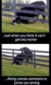 cow troubles.jpeg