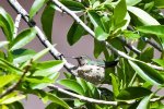Bird (1 of 1).jpg