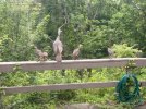 IMG_0354.jpeg