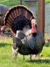 IMG_0199.jpeg