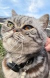 El Gato 2.jpeg